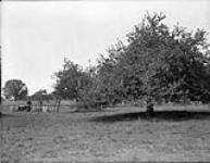 [Picking apples near Chatham, Ont.]. n.d.