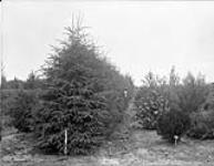 White spruce hedge, Experimental Farm, Brandon, Man. n.d.