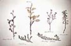 Croquis de végétaux. 1825-1826