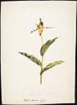 Orchidée paphiopedilum - Amérique du Nord. ca 1840.