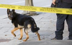 [Police search the area surrounding the National War Memorial the day after the attacks in the nation's capital] 23 October 2014