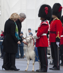 [Prime Minister Stephen Harper and his wife Laureen Harper meet Batisse X, official mascot of the Royal 22nd Regiment, prior to welcoming French Prime Minister Jean-Marc Ayrault to Ottawa] 13 March 2013
