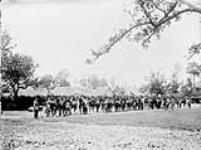 Horse lines (Fort Garry Horse). June, 1916 June, 1916