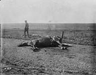 A horse killed by a direct hit. September, 1916 Sep., 1916.