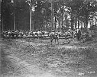Canadian Cavalry resting in a wood waiting to advance. Battle of Amiens. August, 1918 August 1918.