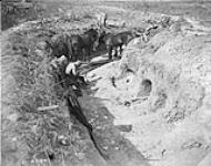 Canadian Transport Driver with horses in captured trench. Advance East of Arras. September, 1918 September 1918.