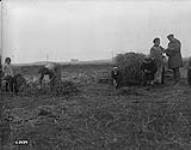 French women and children gathering wheat near Denain. [France]. October, 1918 Oct., 1918