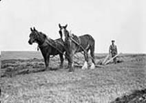 Plowing Honeywell Farm in Britania March 29, 1909.