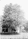 Mr. Patterson's Rowan Mountain Ash June, 1910.