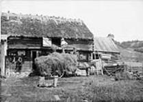 French Canadian farm pitching hay in barn July, 1910.