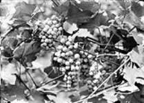 Grapes at E.D. Smith's vineyard March, 1911.