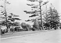Group of pines along Driveway near Canal [ca. 1911].