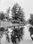 Pines and Pond along Driveway [ca. 1911].