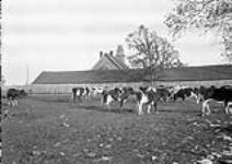 Cows on D.W. Vallean's farm n.d.