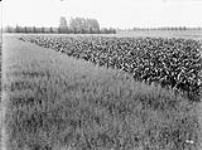 Field of corn and oats at the Experimental Farm 1912.