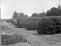 Hedges at the Experimental Farm [ca. 1912].