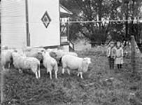 Washing sheep at Parker's Willowdale farm 1912.