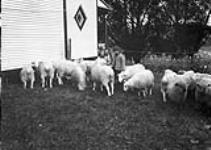 Washing Sheep at Parker's Willowdale farm 1912.
