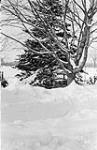 Winter at the Experimental Farm 1912.