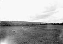 Sheep in pasture above Willowdale, near Sherbrooke, P.Q 1912.