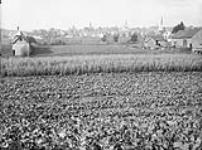 View from Greely Shea's farm - turnips, carrots, cabbage and corn n.d.
