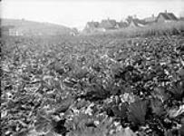 View of Grafton, N.B. from Greeley Shea's cabbage patch - cabbage, corn & turnips 1912.
