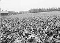 Mangels and beets, Dent Farm, Dundas Rd., near Woodstock October, 1913.
