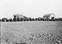 Vernon Canfield's farm, Dundas Rd. October, 1913.