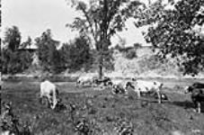 Cattle in pasture along the Rideau River near Black Rapids [between 1868-1923].