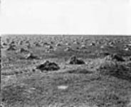 6 miles of wheat stooks, stacks, and granaries 10 miles north - Bullicks 1868-1923