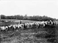 Flock of sheep, Courtney's Farm 1868-1923
