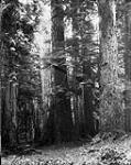 [Forest scene] 1868-1923