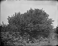 Dogwood (Prickly Ash) 1868-1923