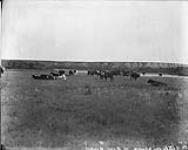Cattle on shore of $Bow River$ (No.) 50 ($C.P.R. (Canadian Pacific Railway)$) n.d.
