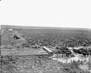 Irrigating sugar beets, wheat and barley - (No.) 114 (C.P.R. (Canadian Pacific Railway)) 1868-1923
