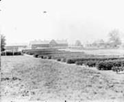Hedges and Poultry House, Experimental Farm 1894