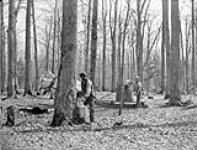 Gathering sap, Small Bros. Maple Sugar camp 1880's