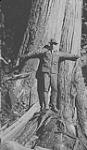 Large Tree, near Coast Copper Mine, Trail, B.C. (Mr. Seaton)