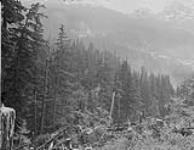 Premier Mine (Lower) & B.C. Silver (Upper). View from woodbine across gulch, Premier, B.C July 1928
