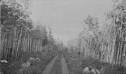 Section of new portage road, Great Bear R. rapids, N.W.T Aug. 1937