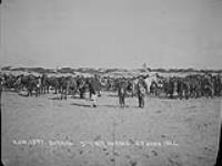 Durban 5th C.M.R.horses (South Africa) 24 June 1902