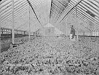 Hot-house lettuce Apr. 1903