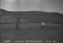 Oat Field 22 Aug. 1901