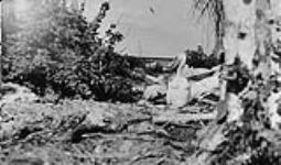 Young pelican at Rockery, Sask 1935