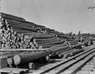 Hollinger Mine. timber yards. - Pile of Jack pine used for making into cribbing posts. Timmins, Ont 1936