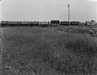 Peat fuel on cars on way to storage pile, Alfred Peat Plant, Alfred, Ontario 1928