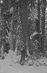 White pine, McConnell Lake, B.C. 1918