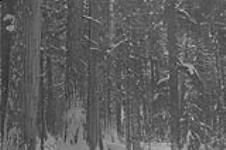 Cedar Stand along north shore of McConnell Lake, B.C. 1918. Tp. 25-11-6