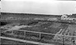H.B. Co. garden, Ile-a-la-Crosse, Sask 1919