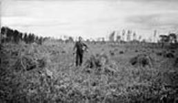Avoine d'une nouvelle terre en Alberta: 62-6-49. [A Swedish homesteader] 1919